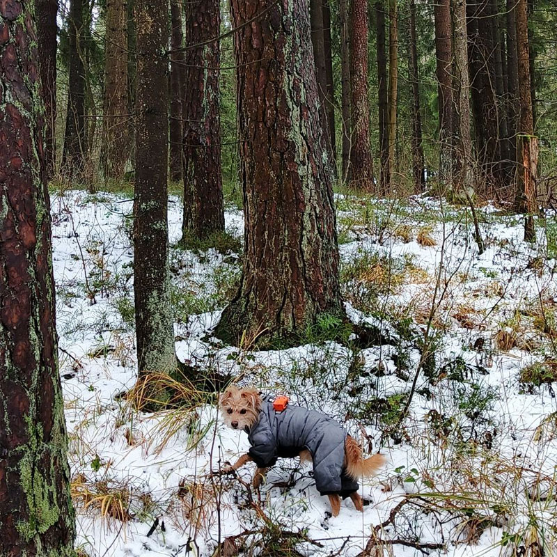 GPS трекер LoRa Meshtastic 
